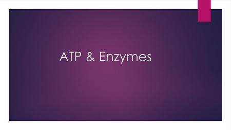 ATP & Enzymes.