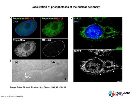 Localization of phosphatases at the nuclear periphery.