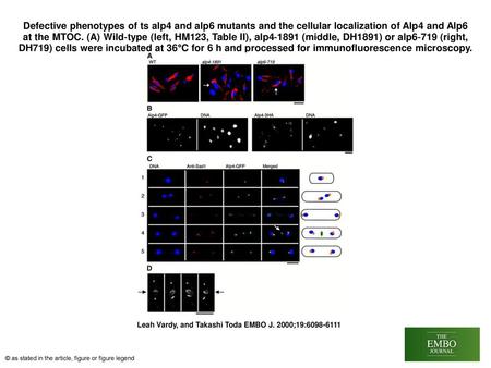 Defective phenotypes of ts alp4 and alp6 mutants and the cellular localization of Alp4 and Alp6 at the MTOC. (A) Wild‐type (left, HM123, Table II), alp4‐1891.