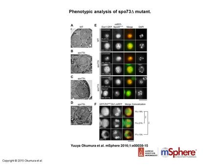 Phenotypic analysis of spo73∆ mutant.