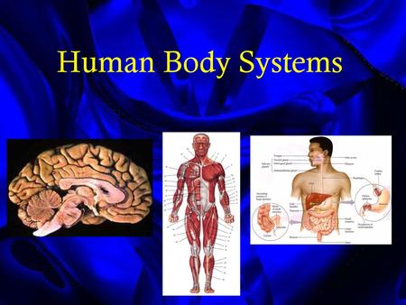 Human Body Systems.