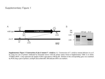 Supplementary Figure 1 A B wild type ΔacsS