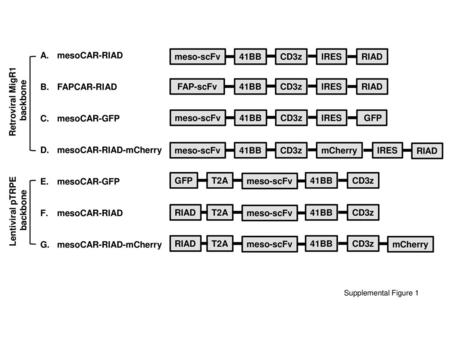 Retroviral MigR1 backbone FAP-scFv Lentiviral pTRPE backbone