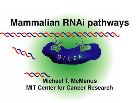 Mammalian RNAi pathways MIT Center for Cancer Research