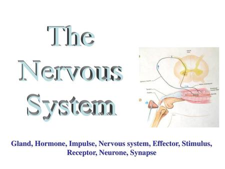 The Nervous System Gland, Hormone, Impulse, Nervous system, Effector, Stimulus, Receptor, Neurone, Synapse.