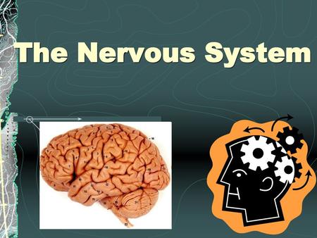 The Nervous System.