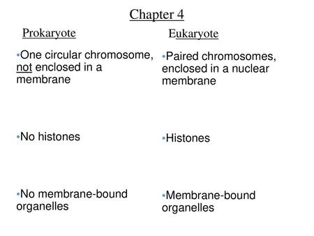 Chapter 4 Prokaryote Eukaryote