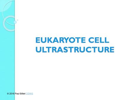 EUKARYOTE CELL ULTRASTRUCTURE