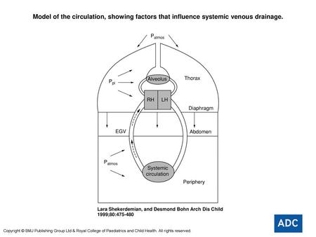 Model of the circulation, showing factors that influence systemic venous drainage. Model of the circulation, showing factors that influence systemic venous.