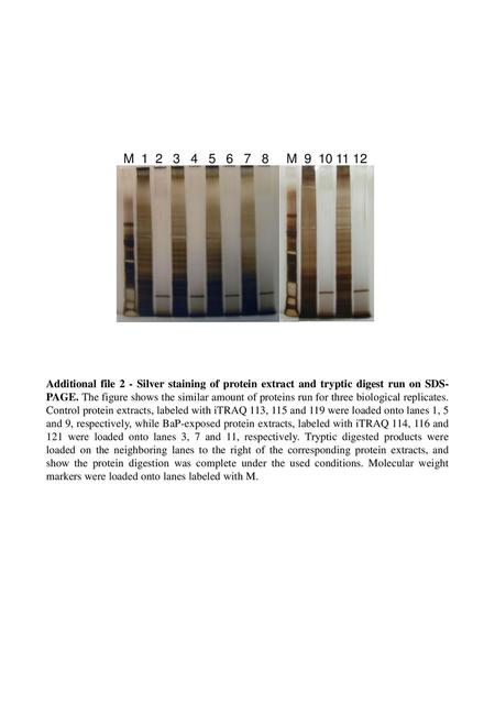 M 1 2 3 4 5 6 7 8 M 9 10 11 12 Additional file 2 - Silver staining of protein extract and tryptic digest run on SDS-PAGE. The figure shows.