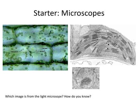 Starter: Microscopes Which image is from the light microsope? How do you know?