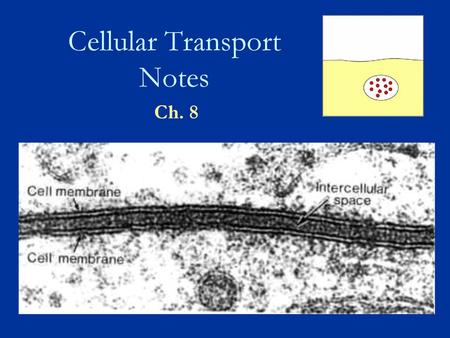 Cellular Transport Notes