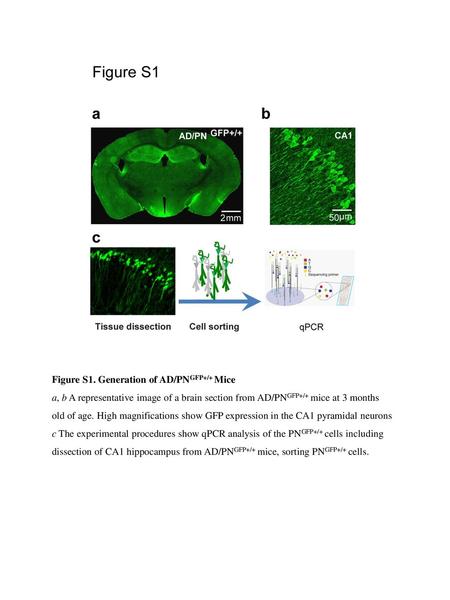 Figure S1. Generation of AD/PNGFP+/+ Mice