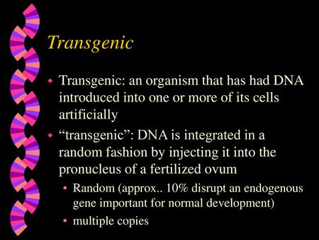 Transgenic Transgenic: an organism that has had DNA introduced into one or more of its cells artificially “transgenic”: DNA is integrated in a random fashion.