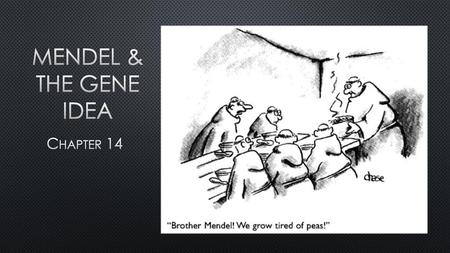 Mendel & the gene idea Chapter 14.