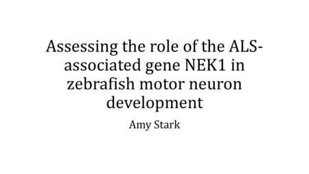 Assessing the role of the ALS-associated gene NEK1 in zebrafish motor neuron development Amy Stark.