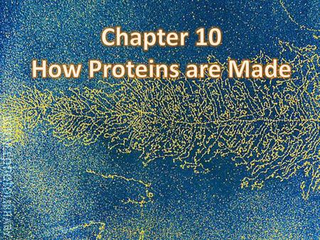 Chapter 10 How Proteins are Made.