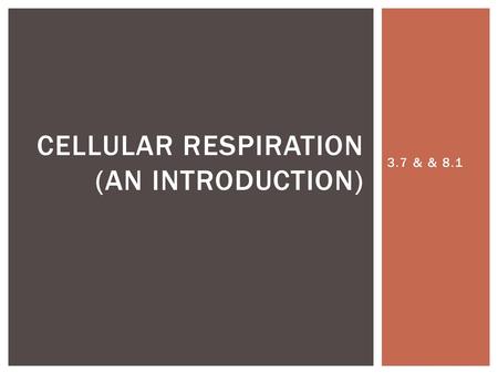 CELLULAR RESPIRATION (An Introduction)