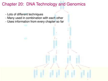 Chapter 20: DNA Technology and Genomics