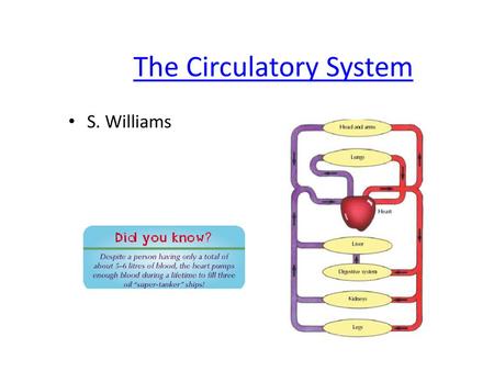 The Circulatory System