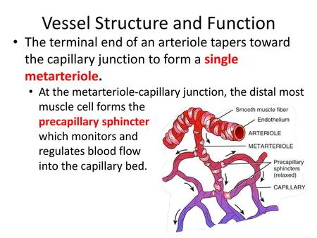 Vessel Structure and Function