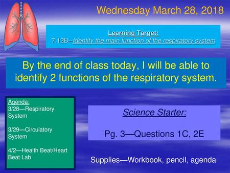 Wednesday March 28, 2018 Learning Target: 7.12B--Identify the main function of the respiratory system By the end of class today, I will be able to identify.