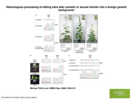 Heterologous processing of editing sites after somatic or sexual transfer into a foreign genetic background. Heterologous processing of editing sites after.