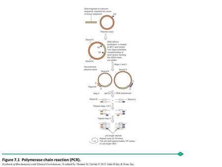 Figure 7.1 Polymerase chain reaction (PCR).