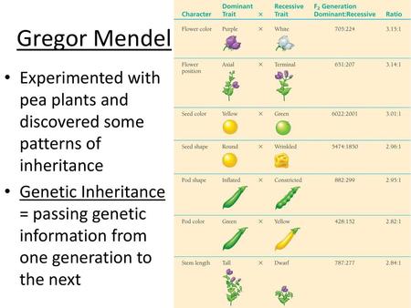 Gregor Mendel Experimented with pea plants and discovered some patterns of inheritance Genetic Inheritance = passing genetic information from one generation.