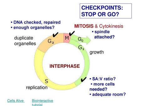 ✔ ✔ ✔ CHECKPOINTS: STOP OR GO? MITOSIS & Cytokinesis