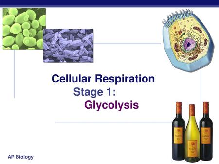 Cellular Respiration Stage 1: Glycolysis