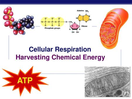 Cellular Respiration Harvesting Chemical Energy