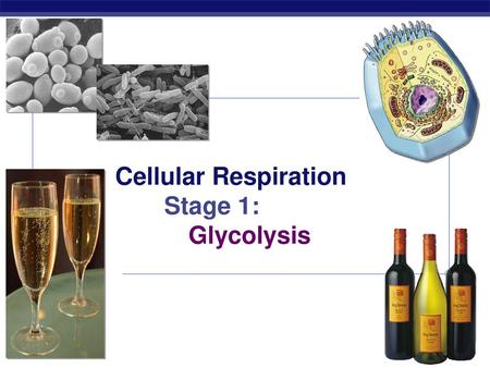 Cellular Respiration Stage 1: Glycolysis