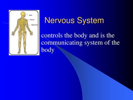 Nervous System controls the body and is the 	communicating system of the 	body.