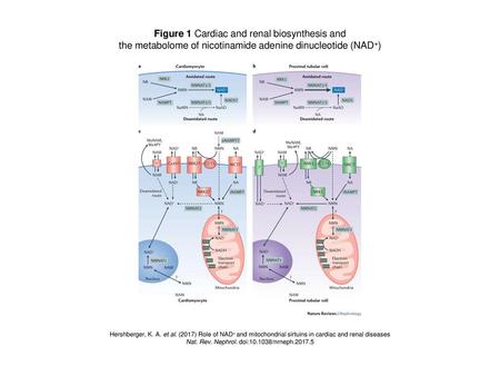 Figure 1 Cardiac and renal biosynthesis and