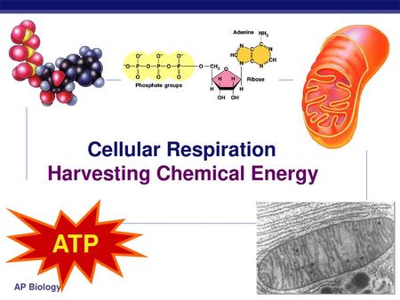 Cellular Respiration Harvesting Chemical Energy