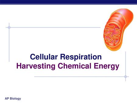 Cellular Respiration Harvesting Chemical Energy