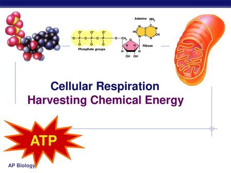 Cellular Respiration Harvesting Chemical Energy