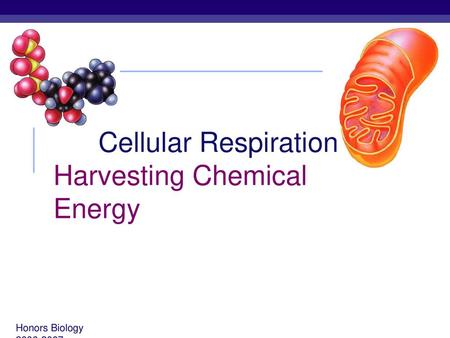 Cellular Respiration Harvesting Chemical Energy