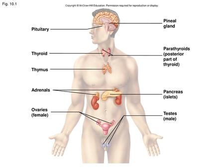 Pineal gland Pituitary Parathyroids (posterior Thyroid part of