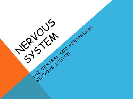 The Central and Peripheral Nervous System