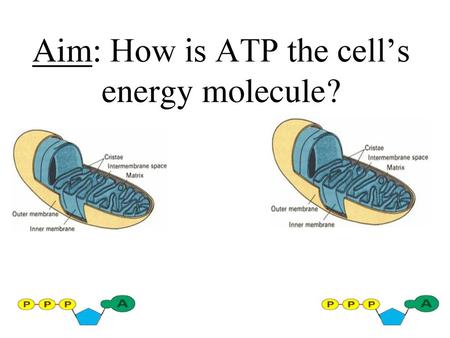 Aim: How is ATP the cell’s energy molecule?