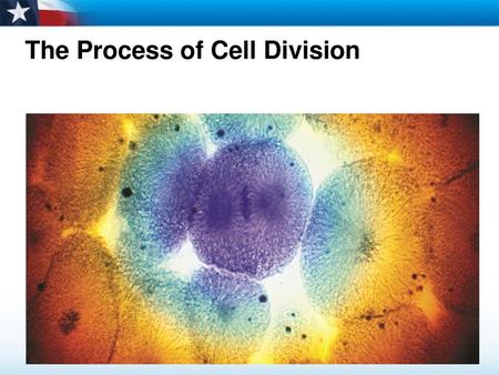 The Process of Cell Division