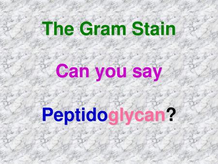 The Gram Stain Can you say Peptidoglycan?.