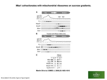 Mba1 cofractionates with mitochondrial ribosomes on sucrose gradients.