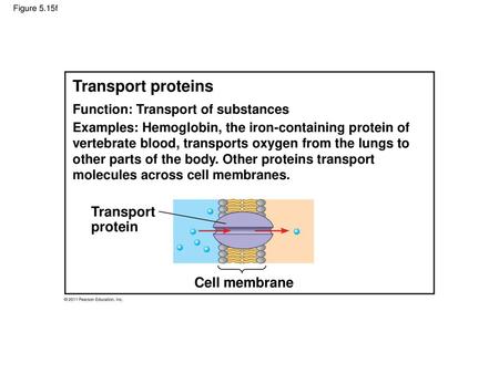 Transport proteins Transport protein Cell membrane