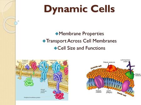 Dynamic Cells Membrane Properties Transport Across Cell Membranes