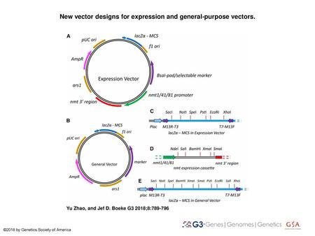 New vector designs for expression and general-purpose vectors.