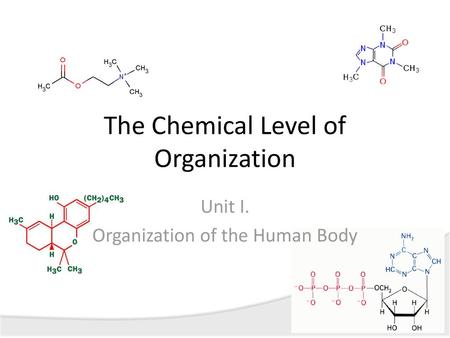 The Chemical Level of Organization