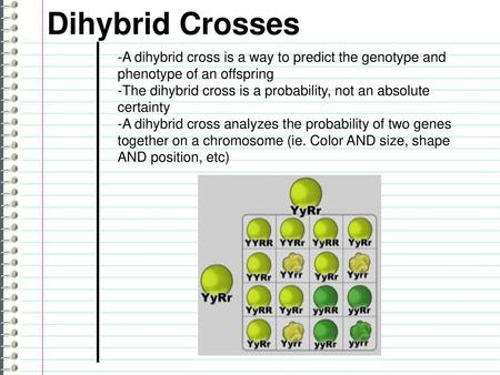 Dihybrid Crosses -A dihybrid cross is a way to predict the genotype and phenotype of an offspring -The dihybrid cross is a probability, not an absolute.